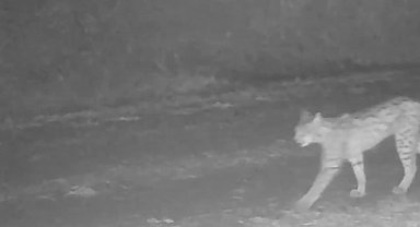 Çankırı'da vaşak görüntülendi