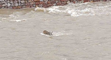 Çaya düşen karaca kurtarıldı