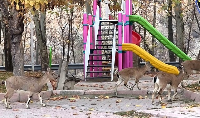 Çocuklar okula gidince, çocuk parkı yaban keçilerine kaldı