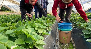 Coğrafi işaretli 'Sultanhisar Çileği'nde hasat sevinci