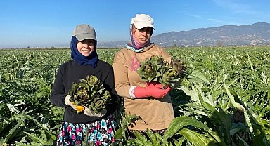 Coğrafi İşaretli Aydın Enginarı'nda yılın ilk hasadı yapıldı