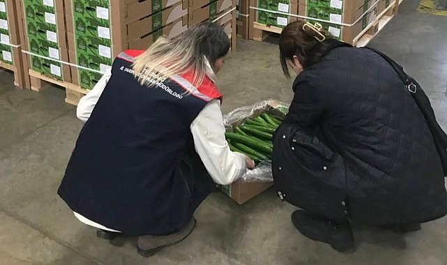 Çorlu'dan Hollanda'ya salatalık ihracatı