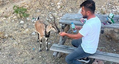 Dağ keçisini elleriyle besledi