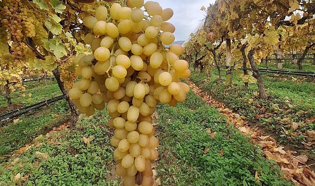 Dalında üzümler 5 aydır tazeliğini koruyor