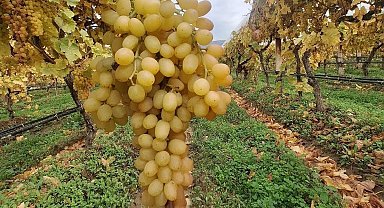 Dalında üzümler 5 aydır tazeliğini koruyor