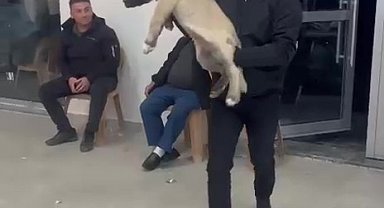 Damadın arkadaşı düğün hediyesi olarak 100 bin liralık köpek hediye etti