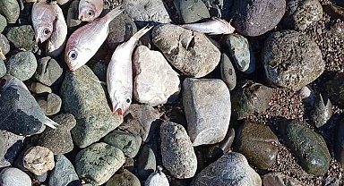 Datça'da çok sayıda ölü balık kıyıya vurdu