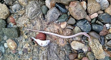 Datça'da sahilde görülen balık ölümlerinde tehlikeli bir bulguya rastlanmadı