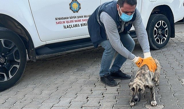 DBB Hayvan Bakımevi 2025'te 10 bini aşkın ihbara müdahale etti