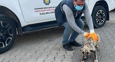 DBB Hayvan Bakımevi 2025'te 10 bini aşkın ihbara müdahale etti