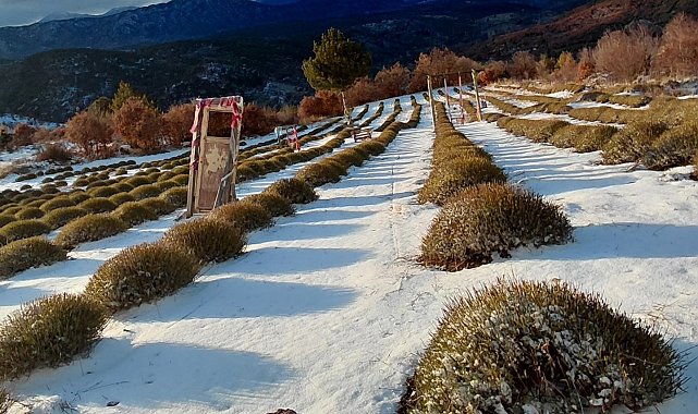 Derebucak'ta mor bahçeler beyaza büründü, barajlara su geldi