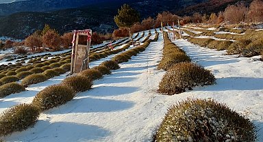 Derebucak'ta mor bahçeler beyaza büründü, barajlara su geldi