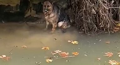 Dereye düşen köpek duyarlı vatandaş sayesinde kurtarıldı