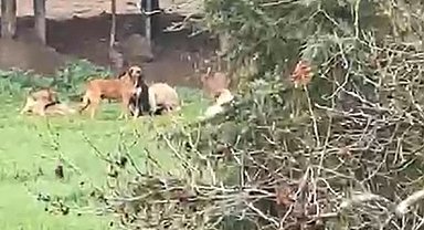 Derince'de başıboş köpek tepkisi: "30'a yakın köpek bir arada dolaşıyor"