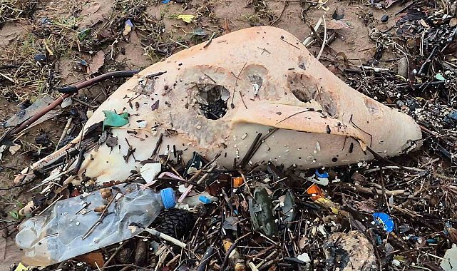 Dev dalgalar, ölü yunus balığının kalıntılarını sahile sürükledi