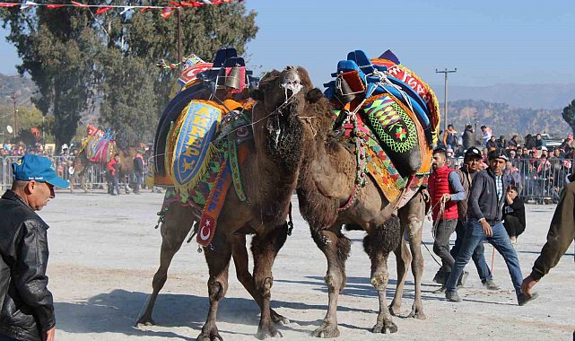 Deve güreşlerinin geleceğini aşılama oranı belirleyecek