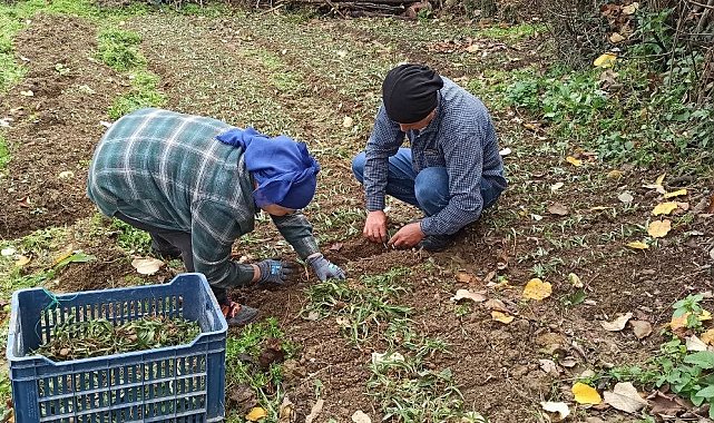 Devrek'te salep fidelerinin dikimine başlandı