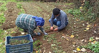 Devrek'te salep fidelerinin dikimine başlandı