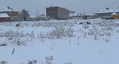 Diyadin'de başıboş köpekler tedirgin ediyor