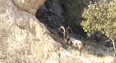 Diyarbakır'da koruma altındaki dağ keçileri görüntülendi