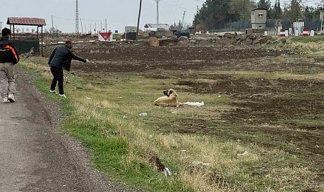 Diyarbakır'da sokak hayvanlarına kuduz aşısı uygulandı