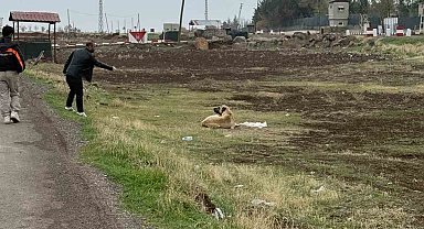 Diyarbakır'da sokak hayvanlarına kuduz aşısı uygulandı