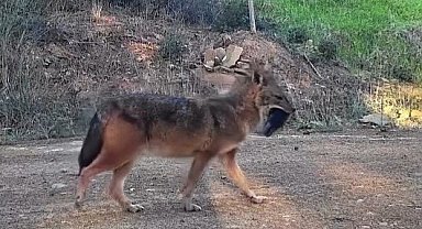 Doğanın sert yüzü: Çakal ağzında domuz bacağıyla görüntülendi