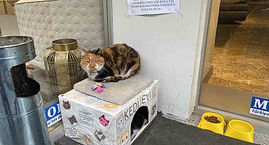 Dükkan önündeki kedi için asılan ilginç not dikkat çekti: "Dilenci değilim"