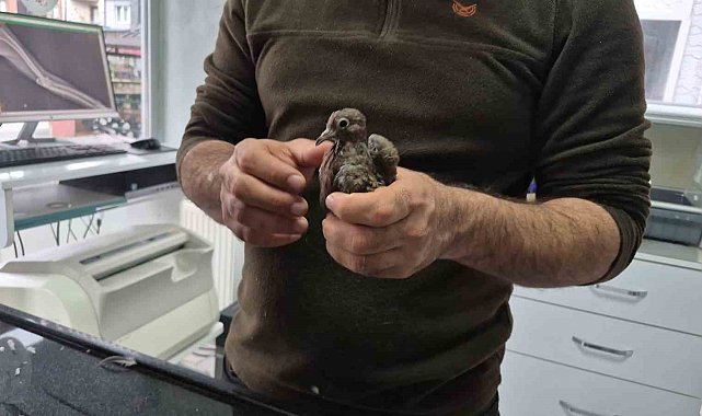 Duyarlı vatandaştan örnek davranış: Yolda bulduğu kumruya su verip veterinere teslim etti