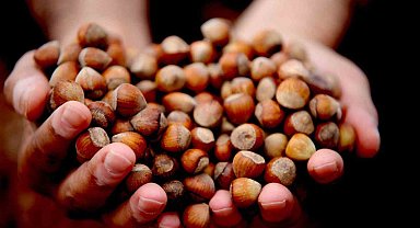 Düzce'de fındık ihracı geçen yılın gerisinde kaldı