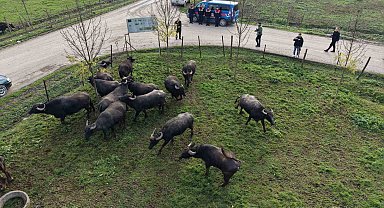 Düzce'de manda yetiştiriciliğine güçlü destek