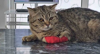 Düzce'den bin 384,795 ton kedi köpek maması ihraç edildi