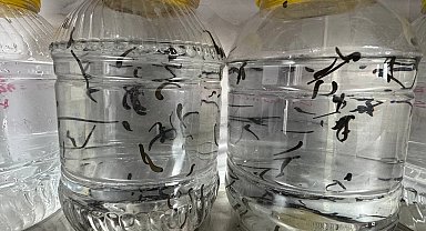 Eğirdir'de yılda 20 bin tıbbi sülük kontrollü ortamda üretiliyor