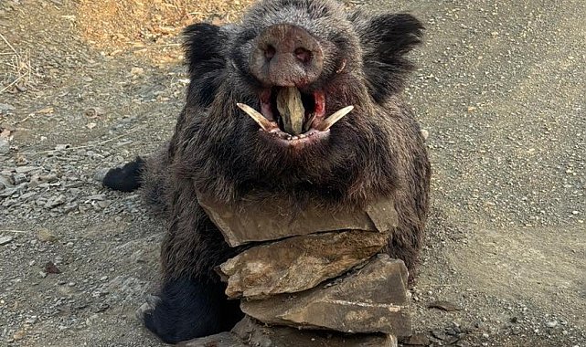 Elazığ'da avcılar 200 kiloluk domuz avladı