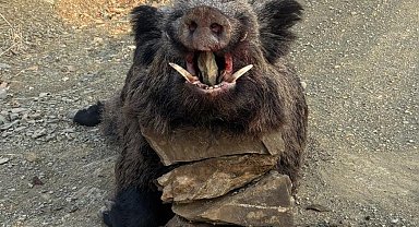 Elazığ'da avcılar 200 kiloluk domuz avladı