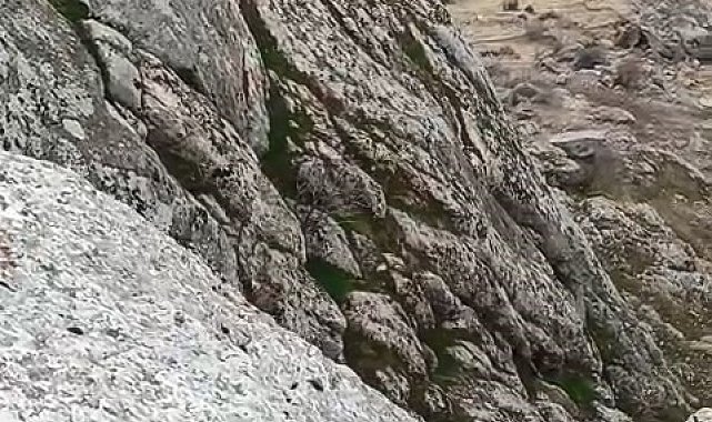 Elazığ'da dağ keçileri sürü halinde görüldü