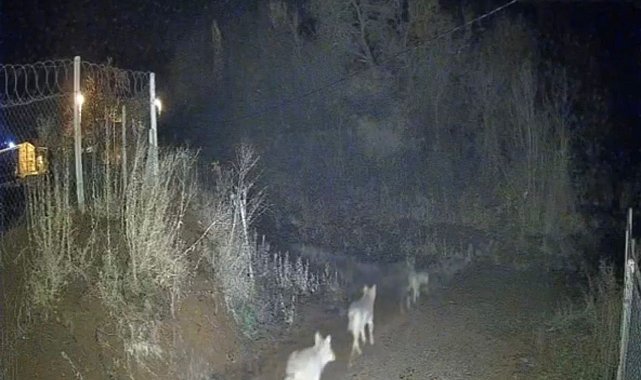 Elazığ'da kurtlar sürü halinde görüldü