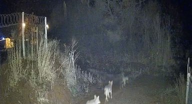 Elazığ'da kurtlar sürü halinde görüldü