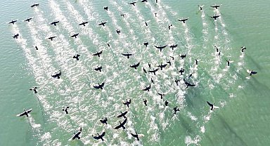 Elazığ'da soğuk havada doğanın sessiz misafirleri kara bataklar