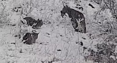 Elazığ'da vaşak ailesi görüntülendi