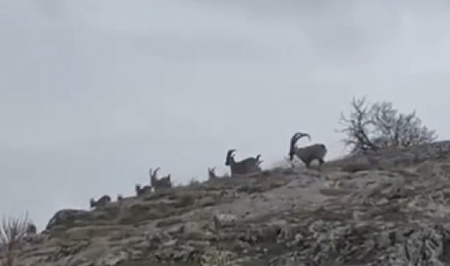 Elazığ'da yaban keçileri sürü halinde görüntülendi