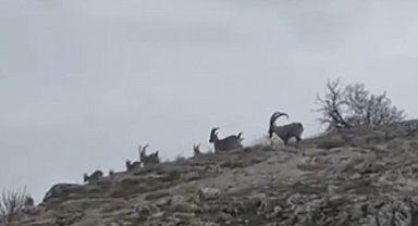 Elazığ'da yaban keçileri sürü halinde görüntülendi