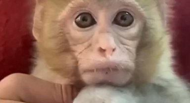 Elazığ'da yakalanan maymun koruma altına alındı