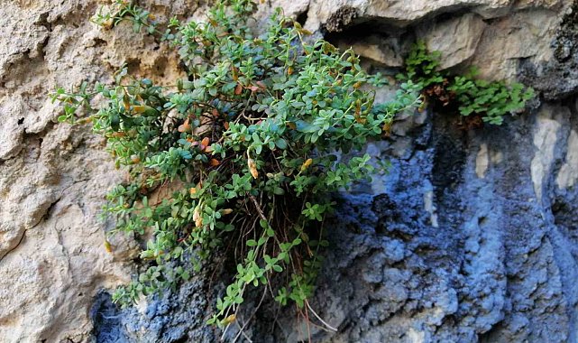 Endemik Malatya kantaronu, kimyasal olarak sarı kantarondan daha zengin çıktı