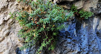 Endemik Malatya kantaronu, kimyasal olarak sarı kantarondan daha zengin çıktı
