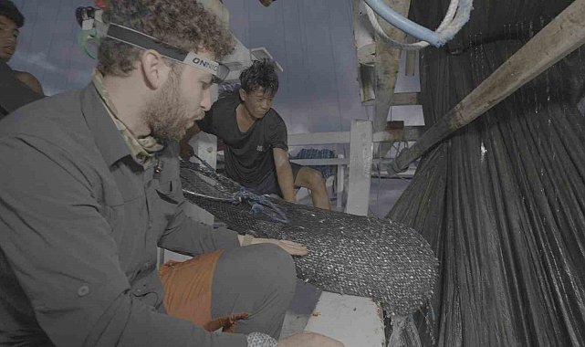 Endonezya'da ağlara takılan balina köpekbalığı uzun uğraşlar sonucu kurtarıldı