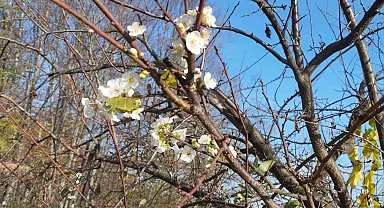 Erik ağacı Aralık ayında çiçek açtı