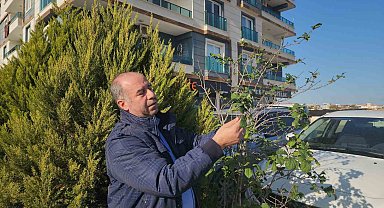 Erik ağacı aralık ayında meyve verdi