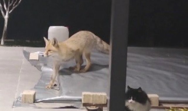 Erzincan'da kedilerin mamasına göz diken tilki kedinin saldırısına uğradı