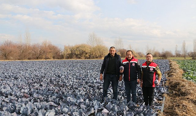 Erzincan'da kış ortasında sebze hasadı